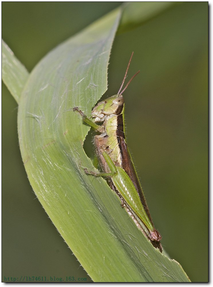 昆虫分类的基本单元,昆虫的分类视频