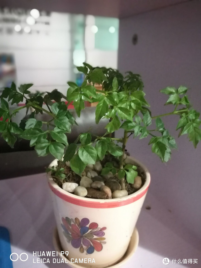 华为p9有多强,华为p9当年有多强