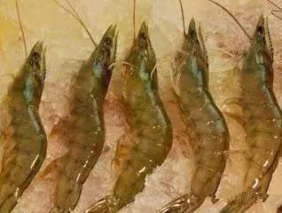 中国海鲜河鲜,市场河鲜海鲜种类大全