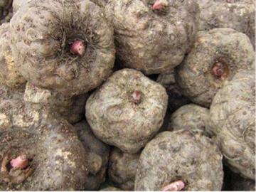 魔芋是种子种出来的吗,魔芋是农作物吗