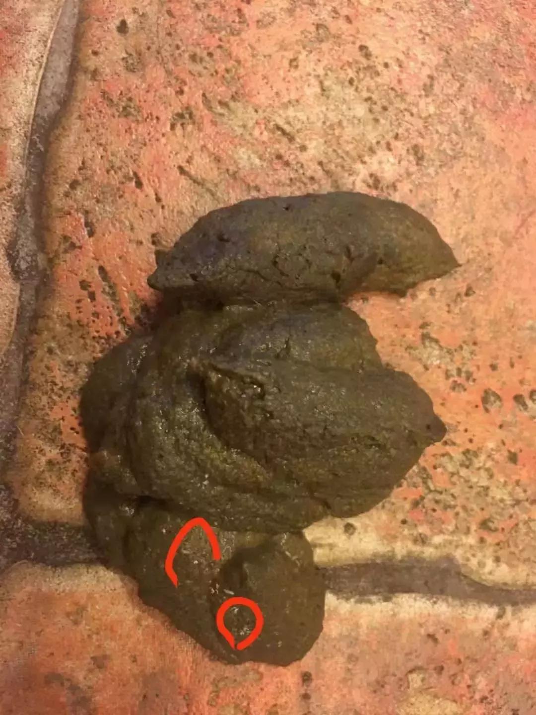 福懋动物宠物医疗中心八里街分院,福懋宠物医院体检