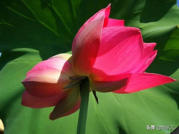 为何古今皆钟爱并蒂莲图？一片红情绿意，愿生生总开一处