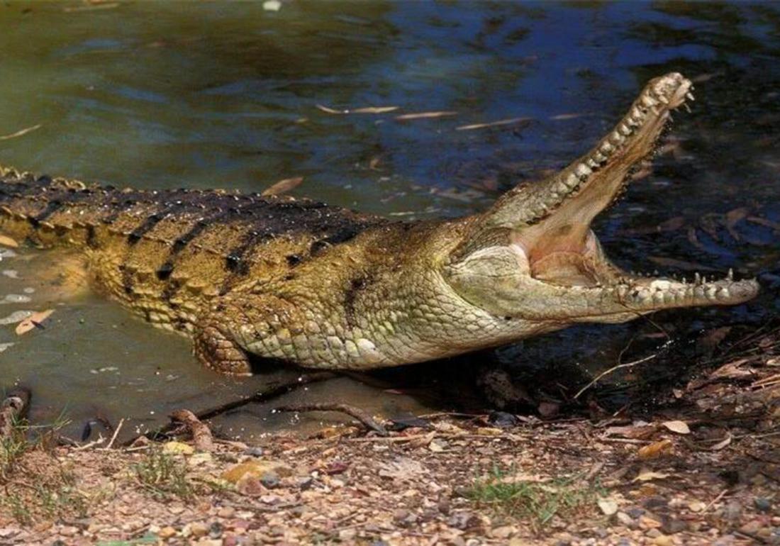 鳄类养殖方法,鳄龟养殖有什么用