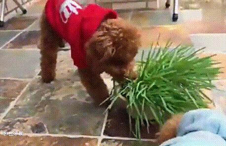 带狗出门需要注意什么,带狗出门遛弯注意事项