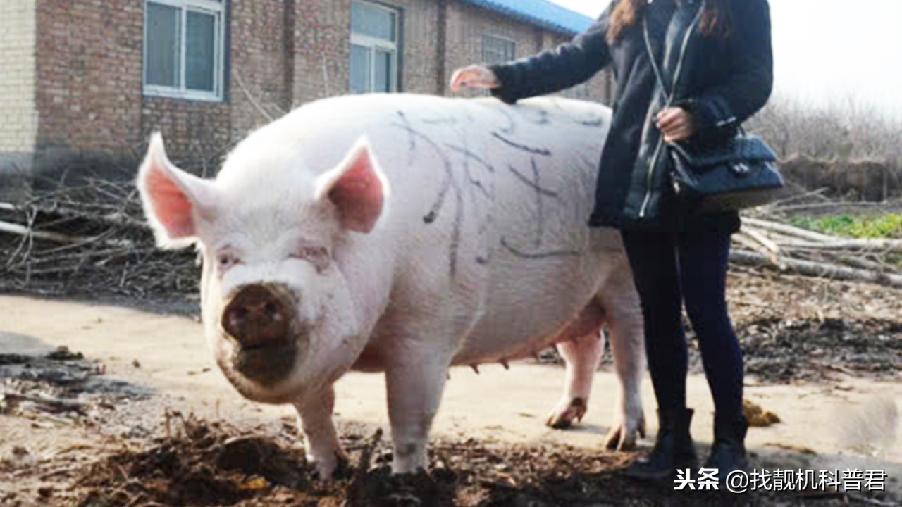 一头猪如果永远不杀会长多重,如果一头猪要一直不卖会长多大