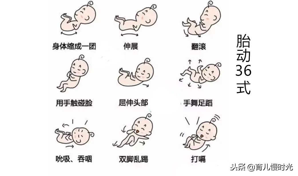 胎宝宝在妈妈肚子发育的全部过程,胎宝宝在妈妈肚子里都在做些什么