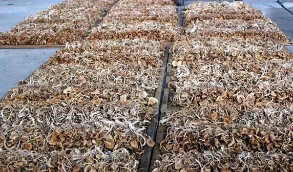 种一万袋茶树菇利润,农村姑娘创业种植