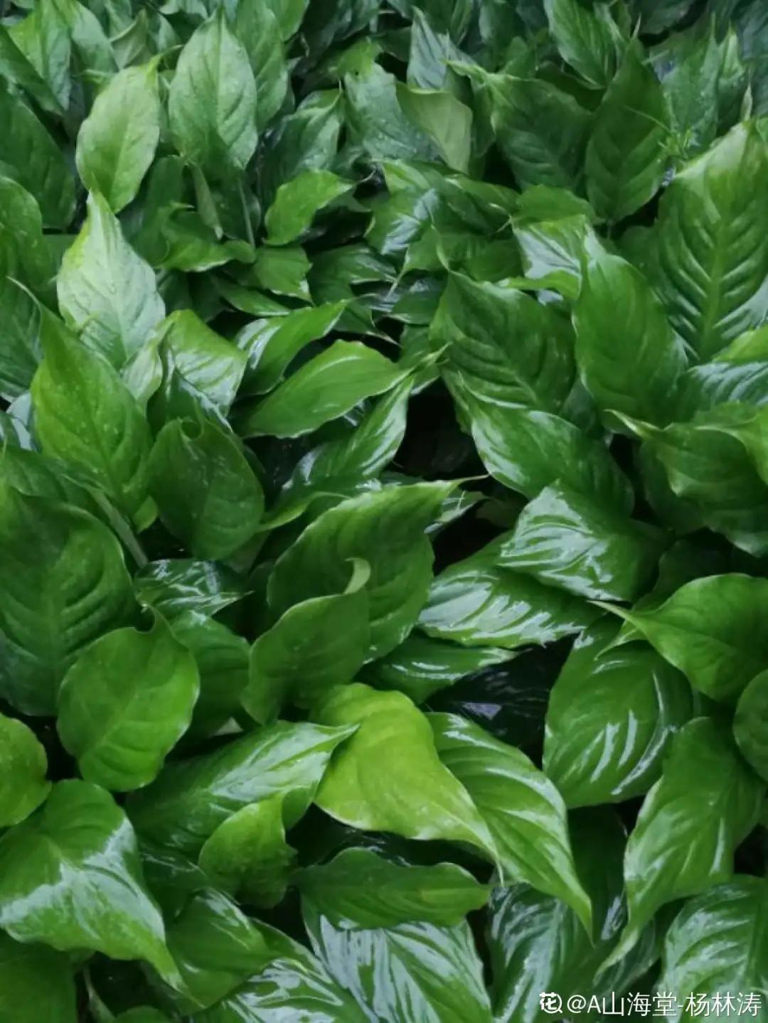 适合家里盆栽的不宜生虫的花,家里养的花有虫子和红蜘蛛小妙招