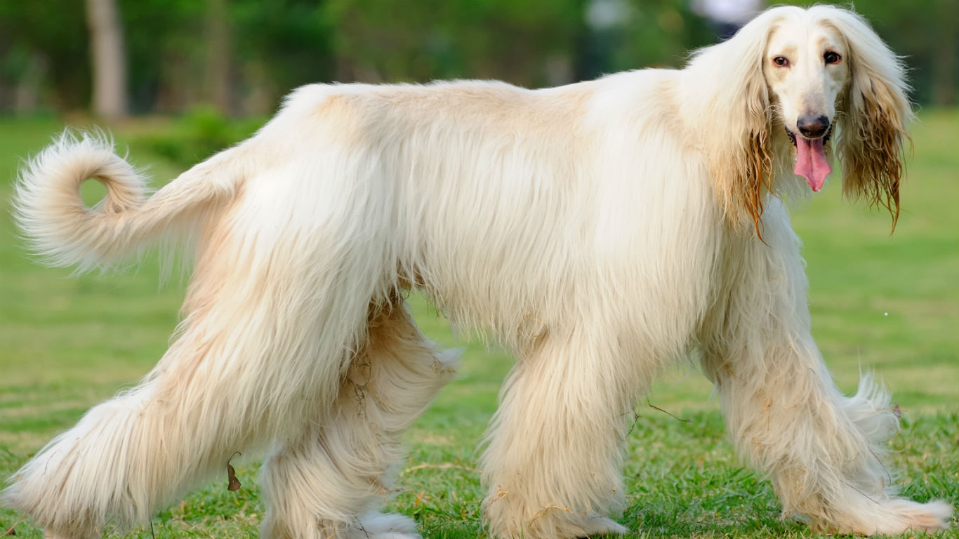 狗狗16种过敏原,16种狗品种