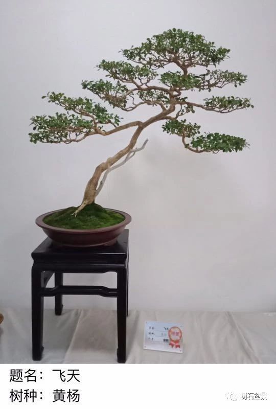 金艳盆景精品欣赏,幸得一知己