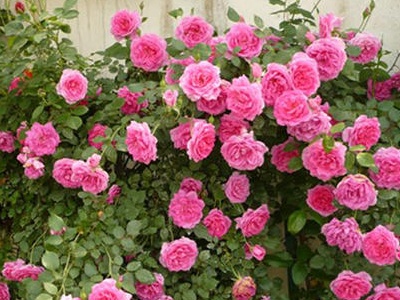 藤本月季的种植方法和时间表,新买的藤本月季大苗怎么种植