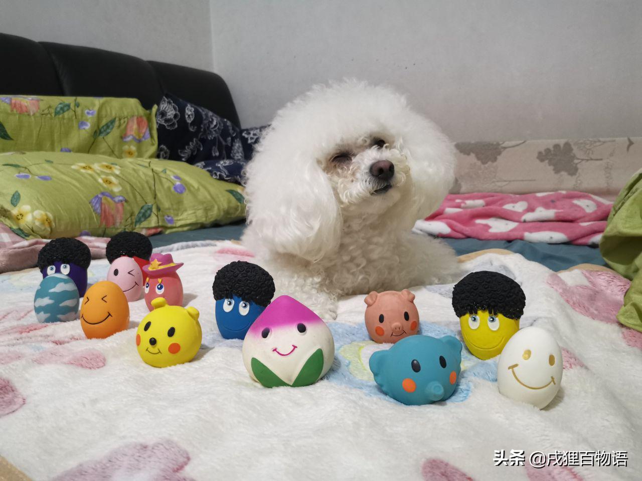 小母狗绝育后出现奇怪行为,母狗绝育后尿失禁恢复期