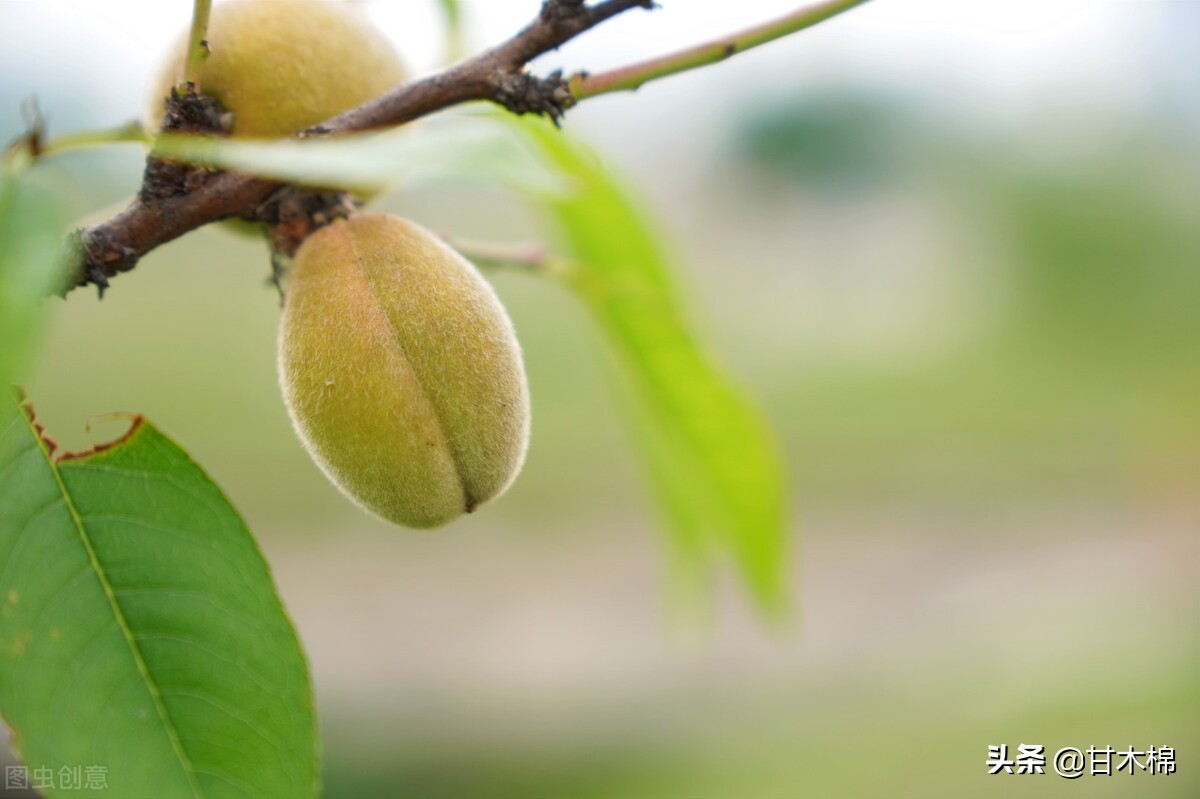 童年野果子,儿时的野果子总让人回味无穷