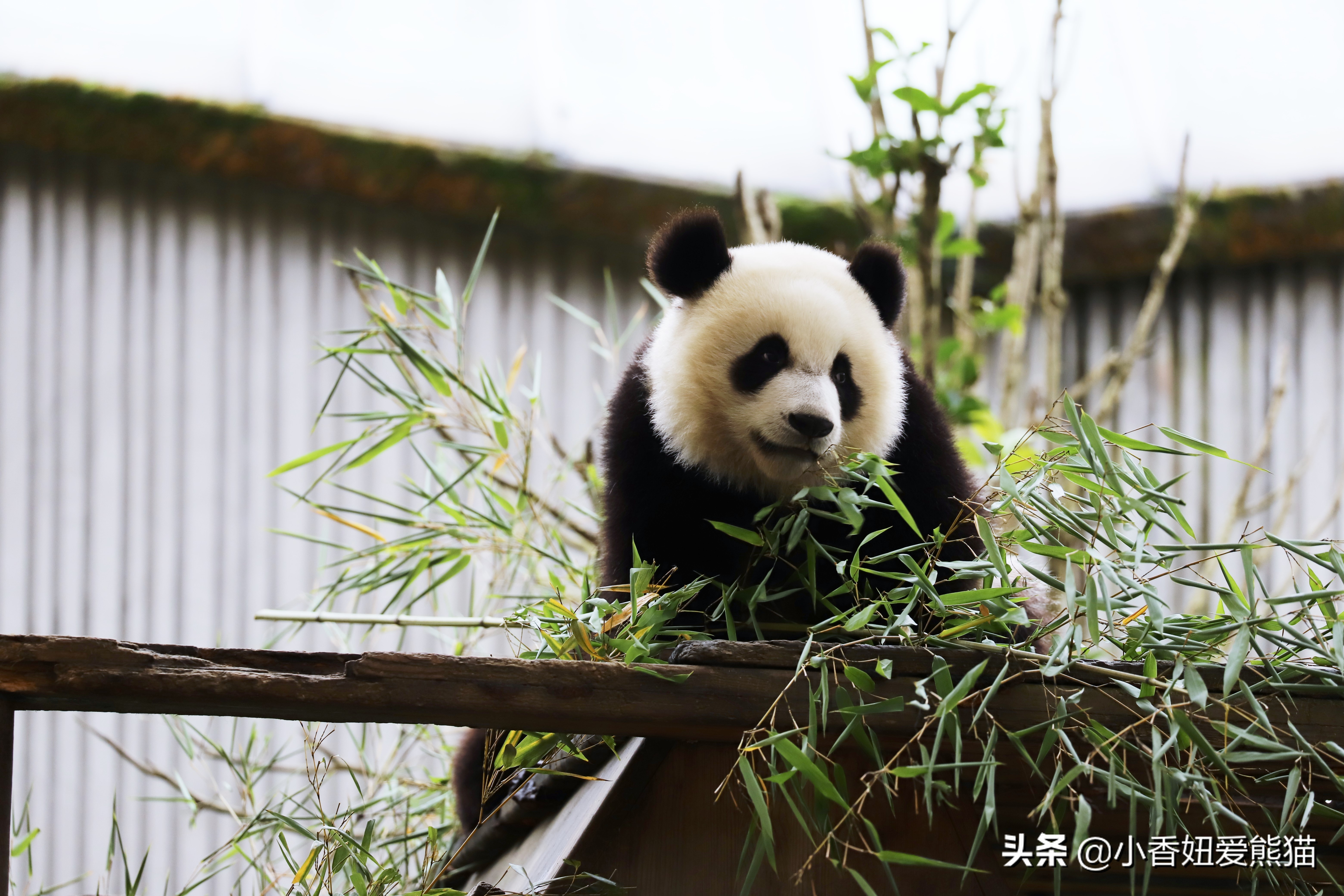卧龙熊猫宝宝和宝力,卧龙熊猫基地熊猫宝宝