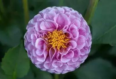 100种花的花语以及送花礼仪分享,100种花的名字和图片带花语