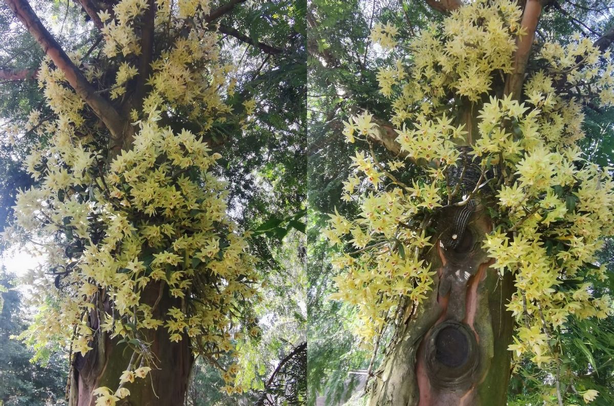 特例还是惯例—迷之杭州东方文化园系公司重整