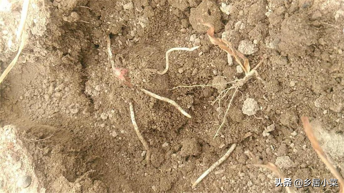 魔芋种植需要哪种营养素,魔芋是属于粮食还是蔬菜呢