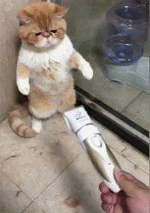 猫得了猫藓怎么办，不用慌，其实没那么复杂！耐心加科普即可