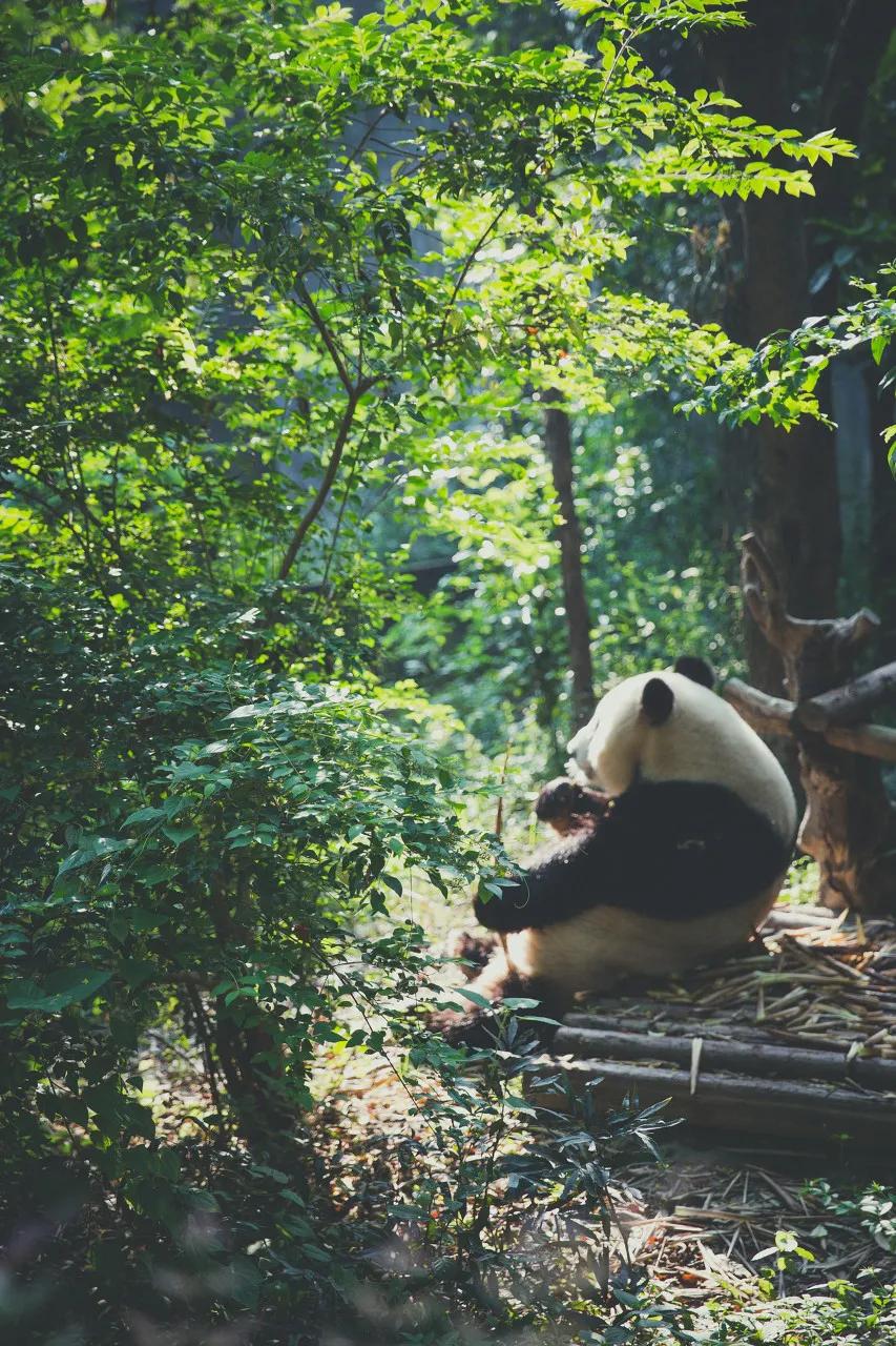 这样的成都你还爱吗,这样的成都你见过吗