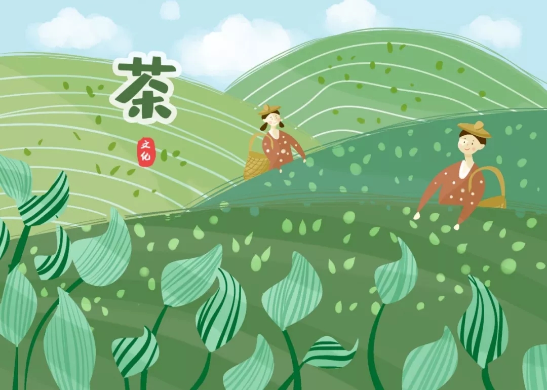 普洱茶属于无公害还是绿色食品,普洱茶安全