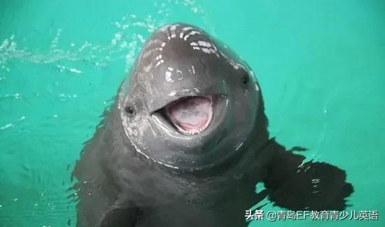 人类与动物的正确相处方式,为野生动物向人类发声