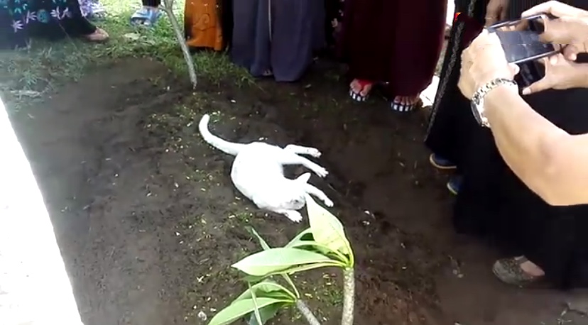 猫咪离世主人痛哭,猫咪不舍主人去世在坟前守了一年