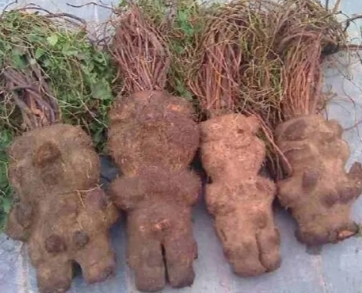 野生珍贵植物为什么少见了？