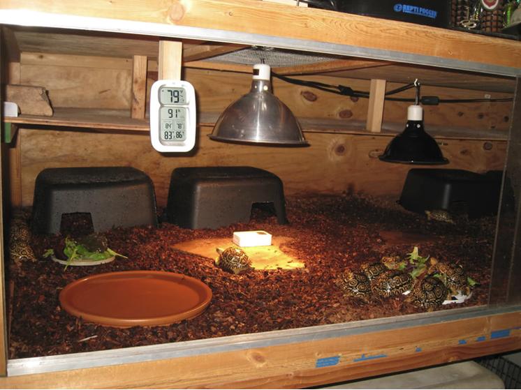 陆龟养护过程中的注意事项,养陆龟需要注意什么