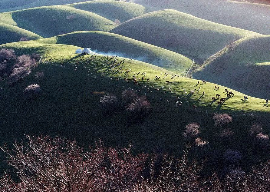 走马春季追花线|春漫*疆新**，牧笛声声中的杏花村