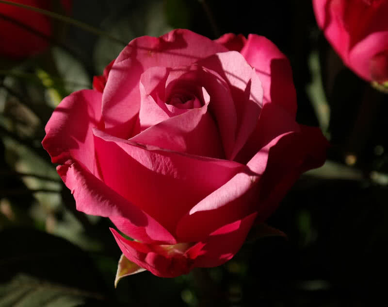 世界上最珍贵的十种玫瑰,西式婚礼用什么样鲜花