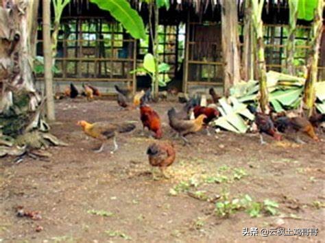 养鸡新城疫最佳配方,经典的养鸡户常用病毒类药物配方