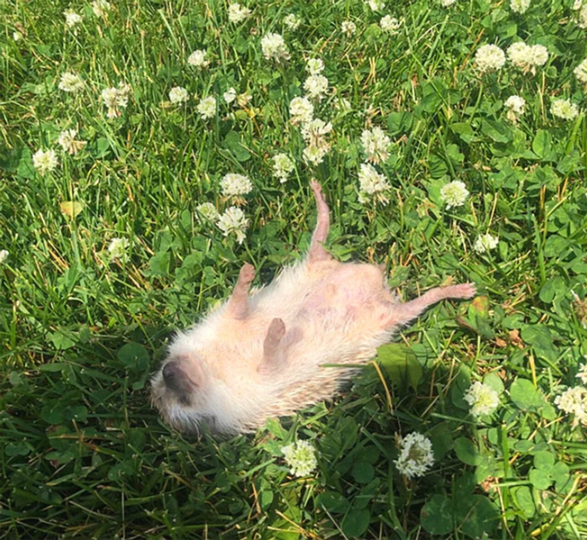 野生刺猬和宠物刺猬的图片,宠物刺猬的真实图片