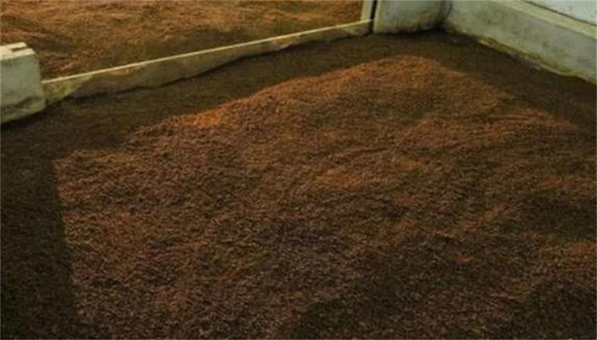 真全粮杨俊丽：酿酒要做好窖池发酵温度管控曲线