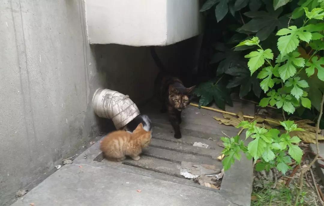 流浪猫百分之90都熬不过冬季,喂养流浪猫时流浪猫害怕怎么办