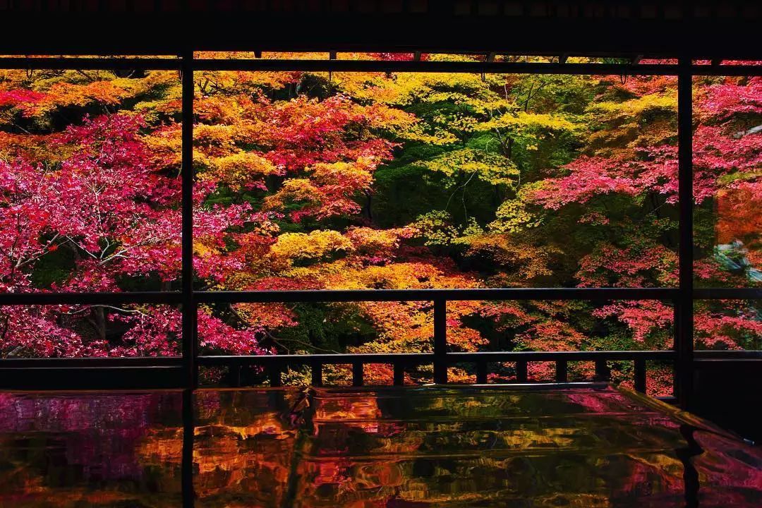 停车坐爱枫林晚，感受火红的秋