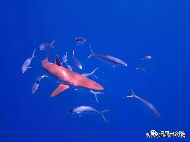 帕劳是哪个国家,帕劳群岛是哪个国家