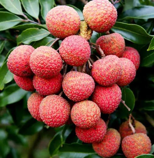 这个夏天绝不能错过的高营养水果,含花青素的水果和蔬菜有哪些