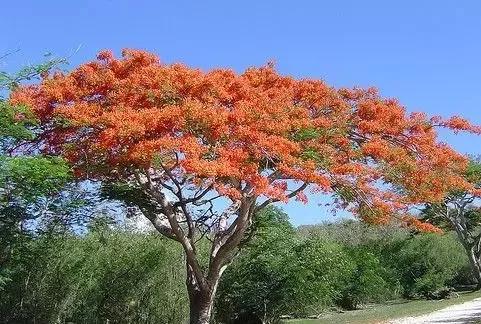 世界各国的国花集锦,英国国花世界各国的国花