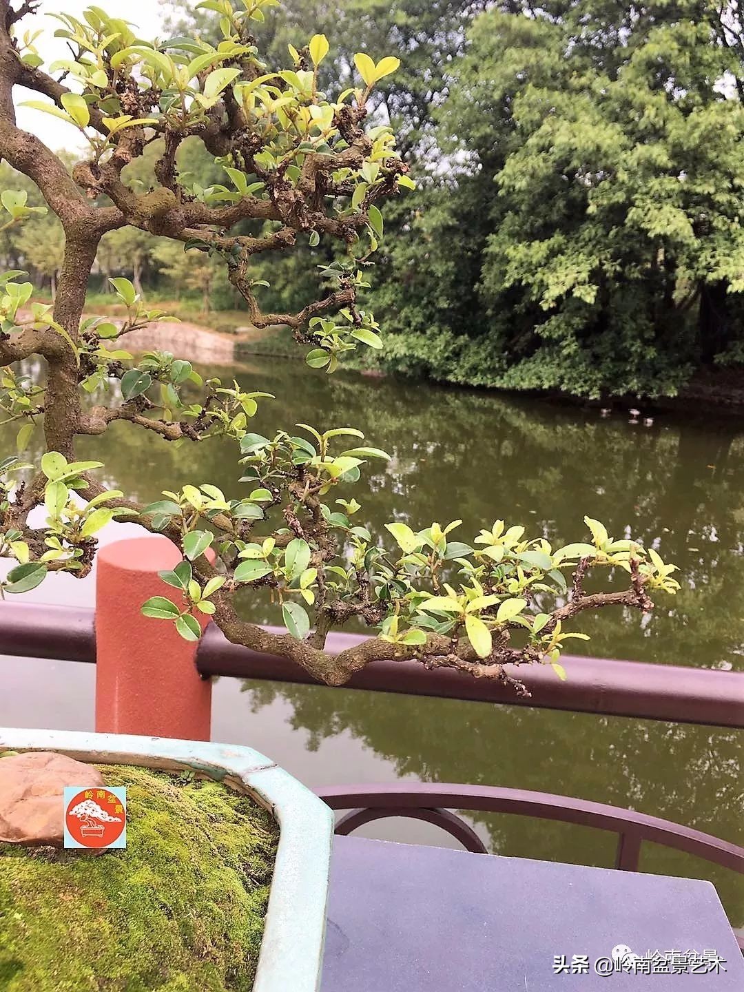 杂木盆景也毫不逊色,杂木盆景值钱吗