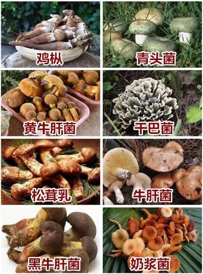 防食物中毒安全知识,吃菌的3个安全原则
