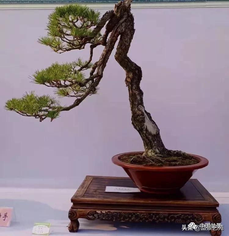 金银花盆景的修剪方法,盆景的修剪知识与技法