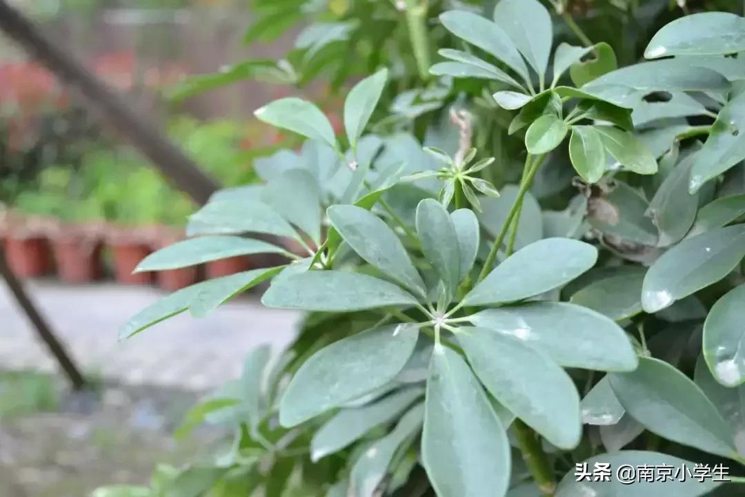 春和景明少年时,古雄小学2021年新生