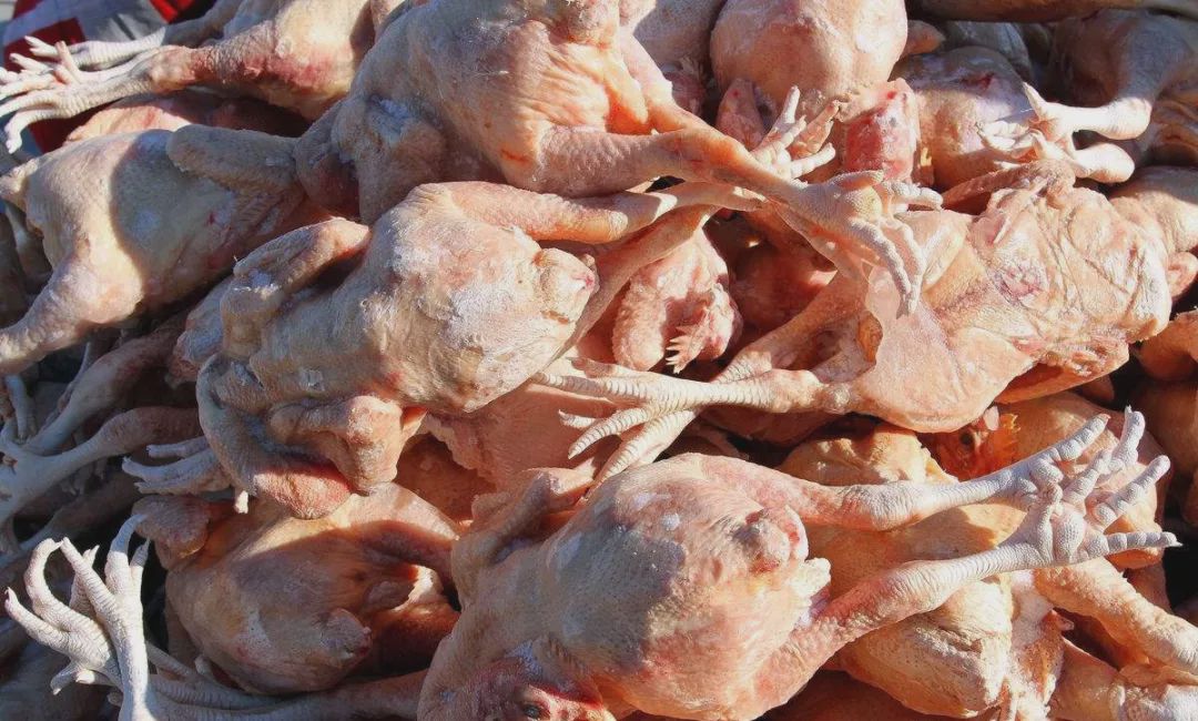 合同鸭养殖亏损怎么办,养殖业合同鸭稳定吗