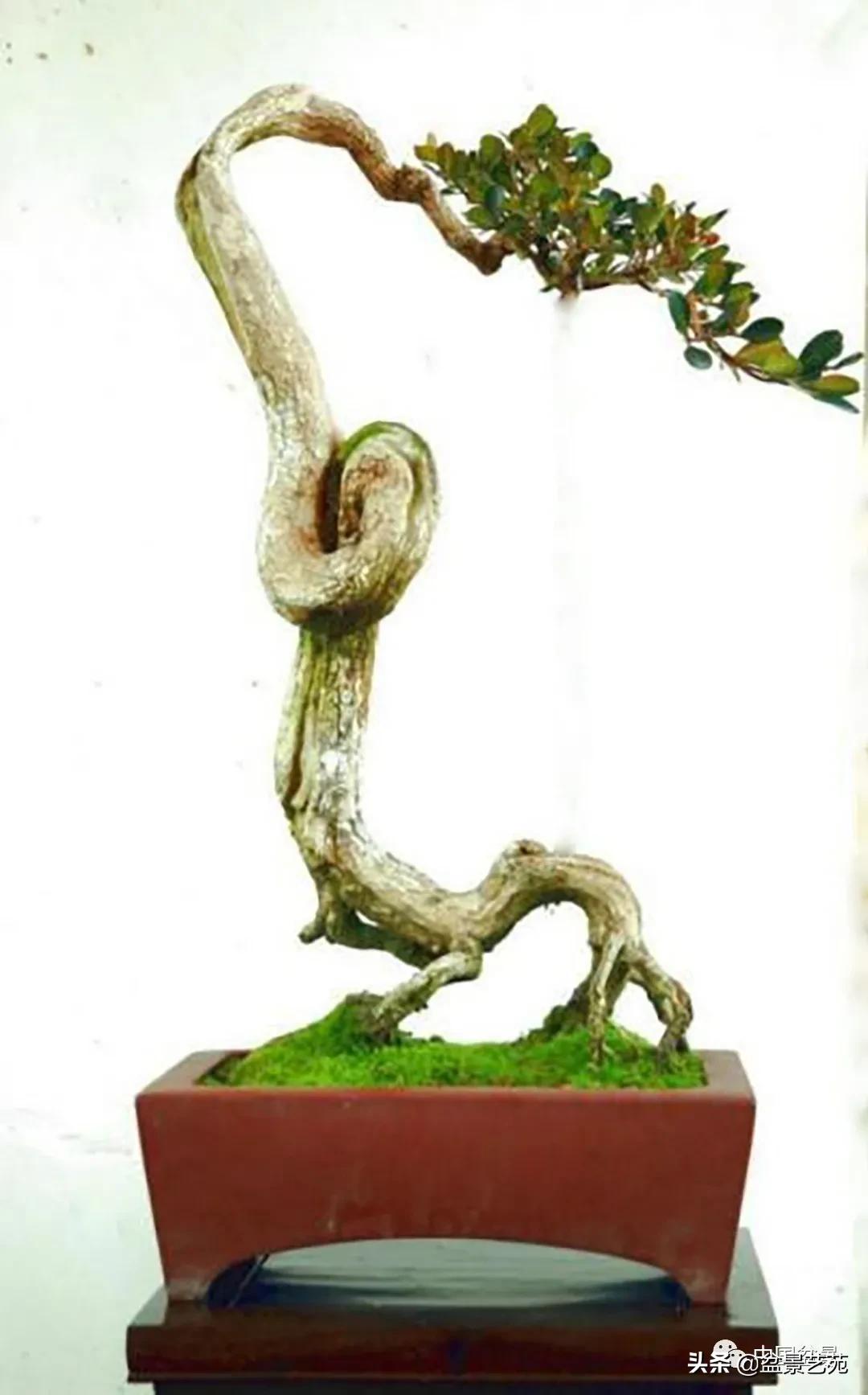 老树桩的造形特征有哪些,论述树桩盆景主要流派的艺术特点