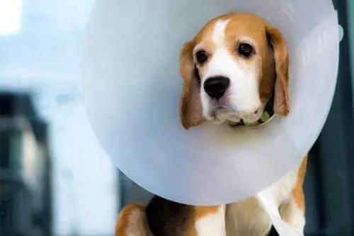 狗狗一个隐睾危险性大吗,狗狗隐睾自愈的可能性