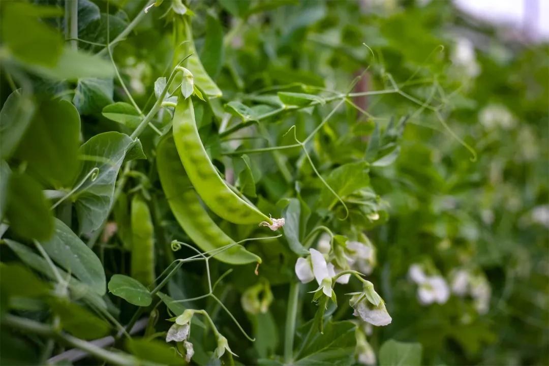 南北相济，中国580多个“菜篮子”是如何炼成的？