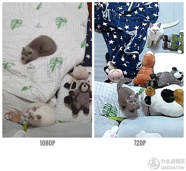 白天不在家猫喂食怎么办,白天不在家猫怎么养