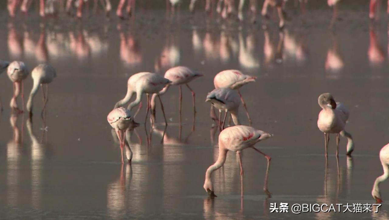 精子异常，雄狮不得不和母亲女儿交配，这个狮群深陷*亲近**繁殖困境