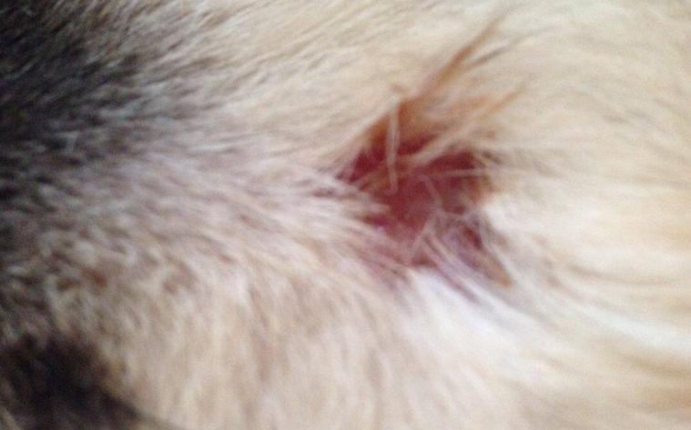 狗狗身上白皮屑怎么办,狗狗身上像头皮屑怎么回事