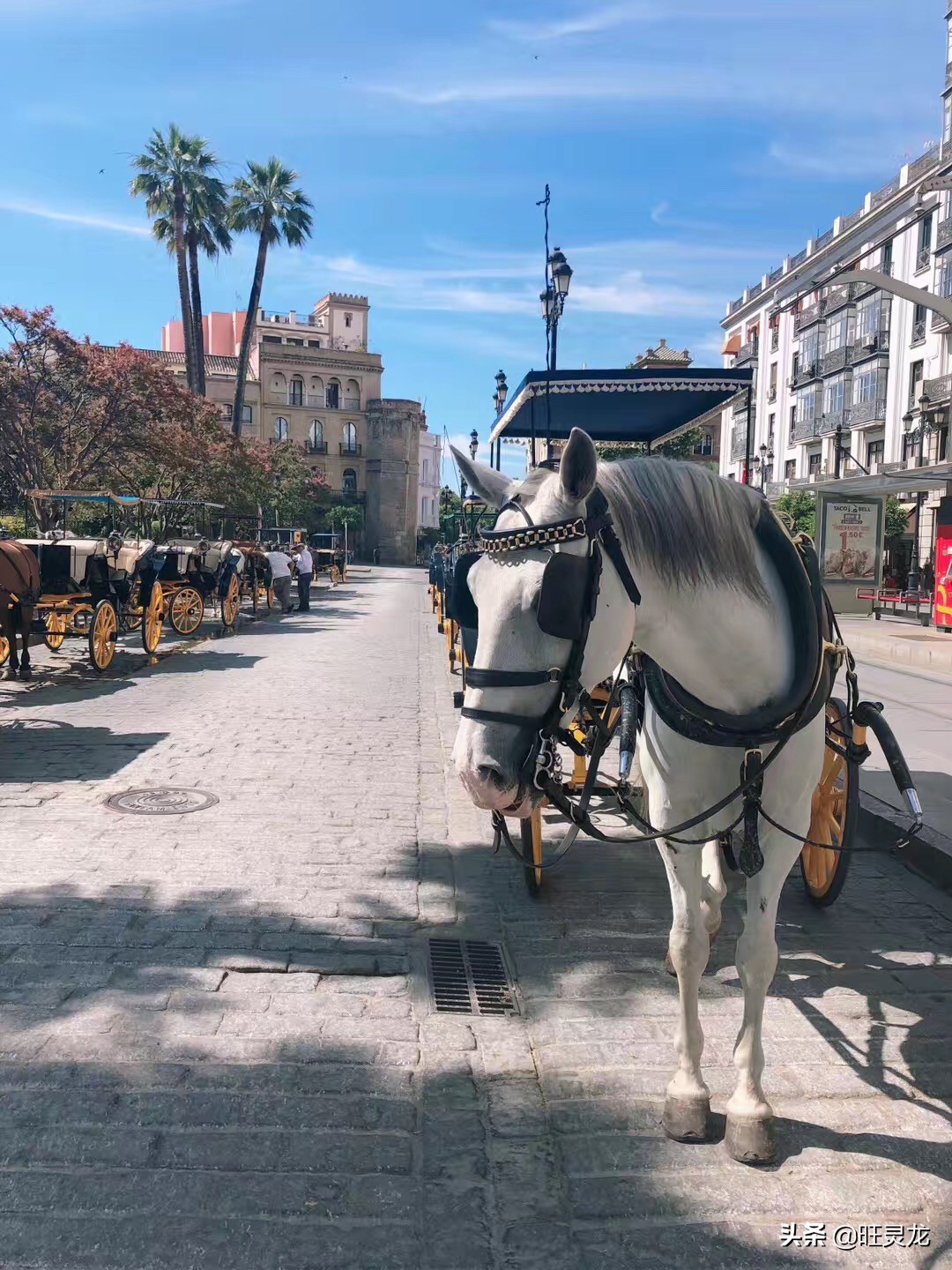 佳能单反相机5万元内推荐购买,2024佳能单反全画幅相机报价